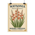 Watsonia — Island of Flowers Print